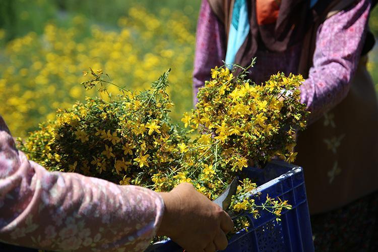 DOĞADAN GELEN ŞİFA KAYNAĞI