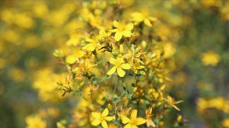 Adanada şifalı otun hasadı başladı Bir tutamı migren ağrılarını tarihe gömüyor, bilinen en güçlü doğal ağrı kesici oymuş, doğadan gelen şifa kaynağı