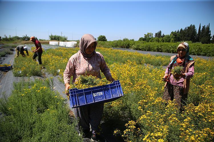 KANTARONUN FAYDALARI NELERDİR