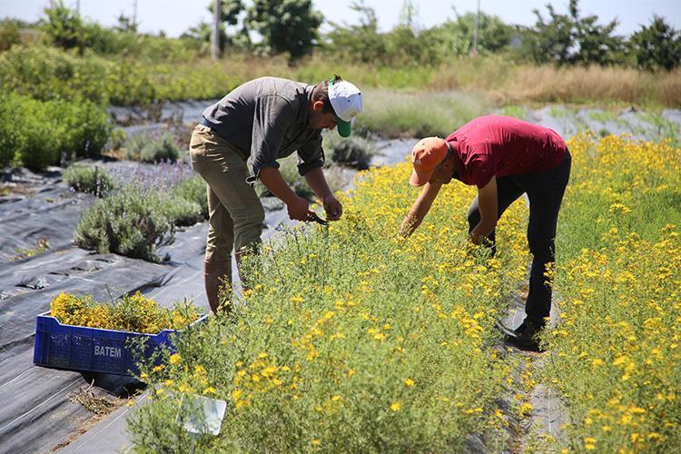 Adanada şifalı otun hasadı başladı Bir tutamı migren ağrılarını tarihe gömüyor, bilinen en güçlü doğal ağrı kesici oymuş, doğadan gelen şifa kaynağı