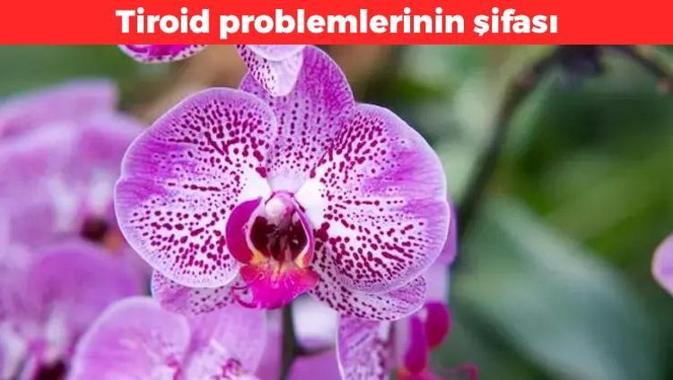 Çinliler bu çiçeği ilaç olarak kullanıyor Hem güzelliği hem faydası büyülüyor: Kabızlığı ve bağırsakları düzenliyor, Tiroid problemlerinin şifası