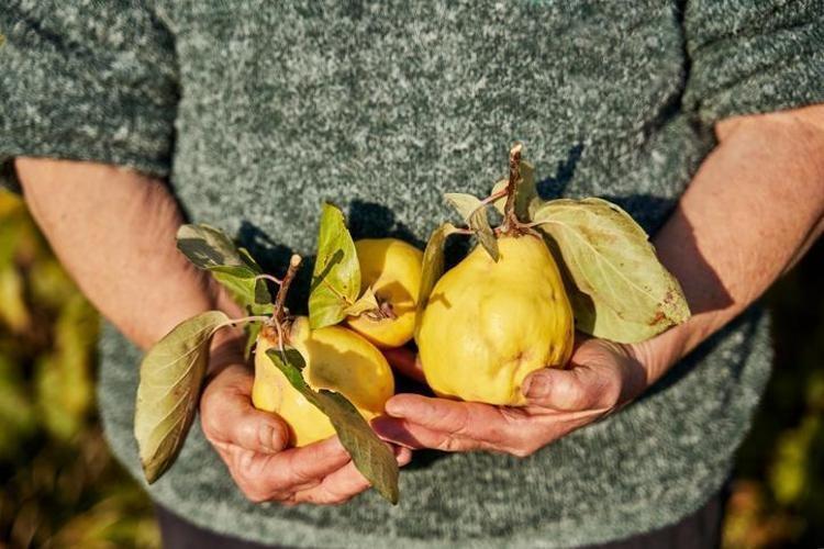 Akciğeri resetleyen meyve Kaşık kaşık yiyince öksürüğü, balgamı, hırıltıyı kökünden kurutuyor