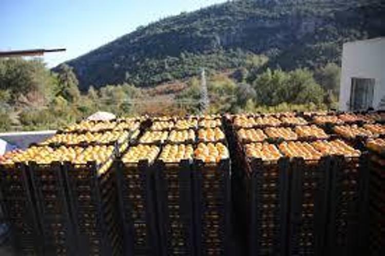 Kan değerlerini zirveye çıkarıyor Hasat zamanını kaçırmayın: Ülser ve gastrit için doğal şifa kaynağı