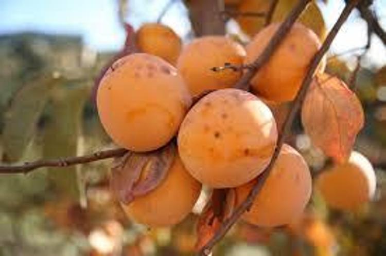 Kan değerlerini zirveye çıkarıyor Hasat zamanını kaçırmayın: Ülser ve gastrit için doğal şifa kaynağı