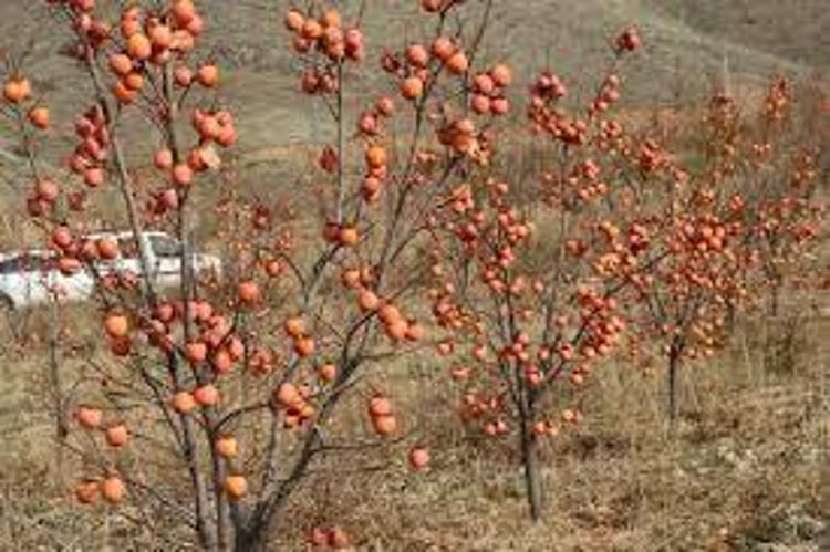 Kan değerlerini zirveye çıkarıyor Hasat zamanını kaçırmayın: Ülser ve gastrit için doğal şifa kaynağı
