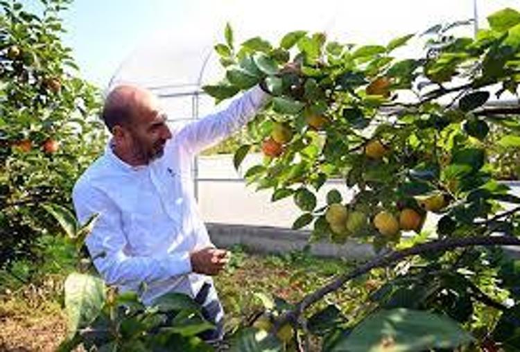 Kan değerlerini zirveye çıkarıyor Hasat zamanını kaçırmayın: Ülser ve gastrit için doğal şifa kaynağı