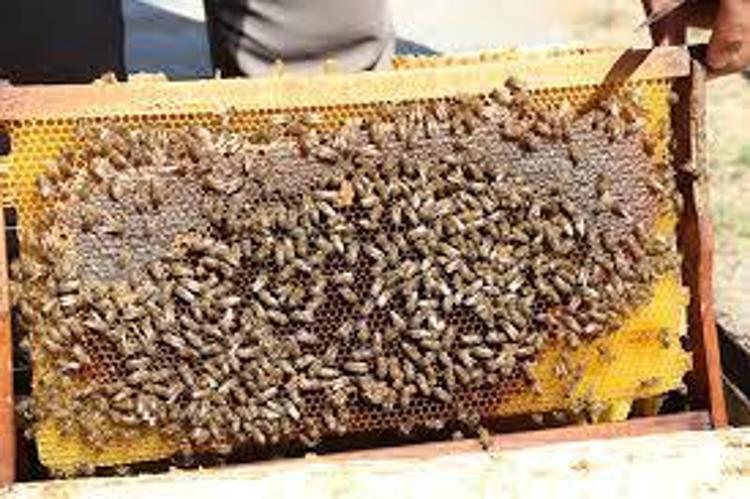 ARI SÜTÜ: HÜCRE YENİLEYİCİ DOĞAL TAKVİYE