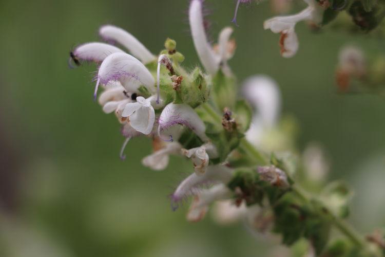 Yörükler bu otla şifa bulmuş: Bağışıklığı çelik gibi yapıyor