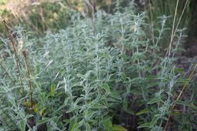 Yörükler bu otla şifa bulmuş: Bağışıklığı çelik gibi yapıyor