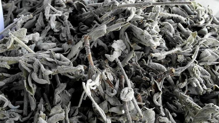 Yörükler bu otla şifa bulmuş: Bağışıklığı çelik gibi yapıyor