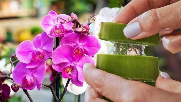 Orkideyi coşturan yöntem Altına 1 parça koyunca 4 mevsim çiçek açtırıyor, adeta hayat öpücüğü veriyor