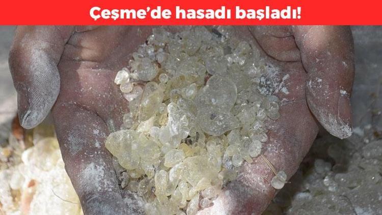 İzmirde hasadı başladı Kasım ayında tüketmeye hazır olacak, kolesterolü sıfırlayıp kan şekerini terazi gibi dengeliyor