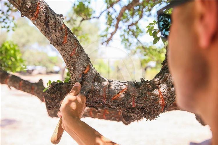 TÜRKİYE DÜNYA PAZARINDAN PAY ALMAYA BAŞLAR