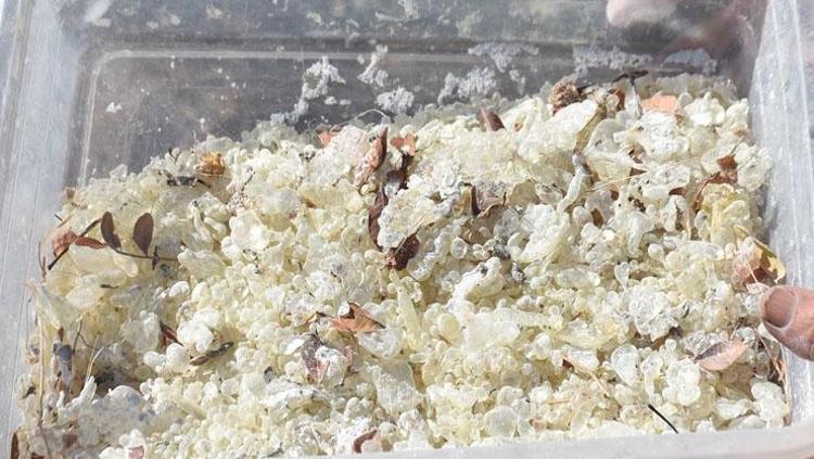 İzmirde hasadı başladı Kasım ayında tüketmeye hazır olacak, kolesterolü sıfırlayıp kan şekerini terazi gibi dengeliyor