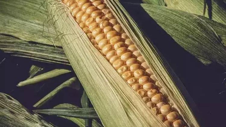 Mısırı haşlarken suyuna tuz eklemeyin Yıllardır herkes yanlış yapıyor