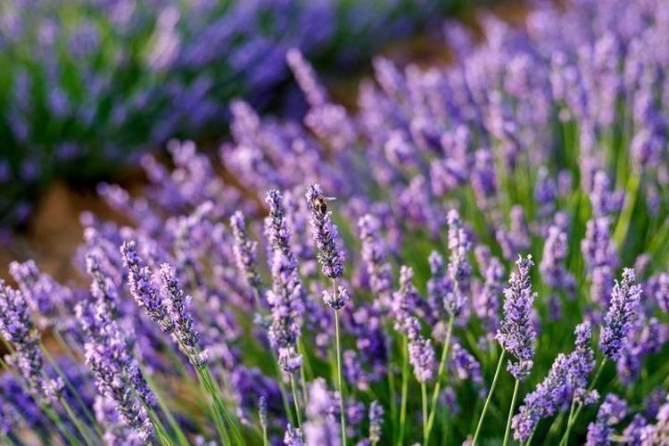 LAVANTA YAĞI NASIL KULLANILMALI