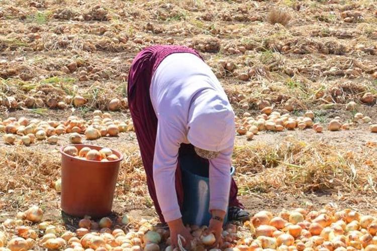 5 YAŞINDAKİ ÇOCUK DA 20 YAŞINDAKİ ÇOCUK DA TARLADA ÇALIŞIYOR