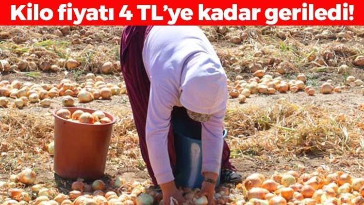 Kışlık hasat başladı, kilosu 4 TLye düştü Tıkalı damarları yağ çözücü gibi açıp boğazdan mikrobu söküp alıyor Kan şekerini anında dengeliyor