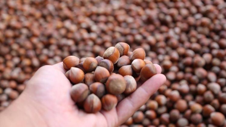Bir avucu tansiyonu ilacı yerine geçiyor Bu kuruyemişi evinizden eksik etmeyin, ölçülü yendiğinde kolesterole iyi geliyor