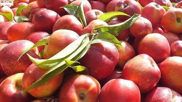 TARİHİN DERİNLİKLERİNDEN GÜNÜMÜZE UZANIYOR: NEKTARİN