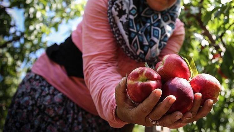 Damarlara stent etkisi veriyor Kalbin meyvesi olarak da biliniyor: Damarları hortum gibi açıyor, plakları silip süpürüyor