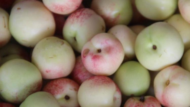 ANTİOKSİDAN ZENGİNLİĞİ