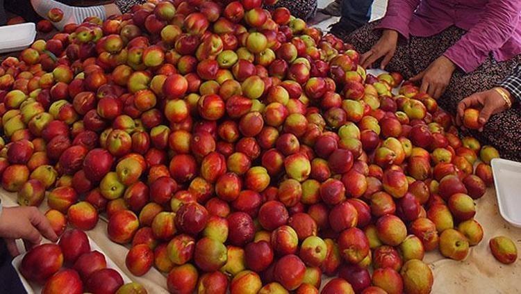 YÜKSEK C VİTAMİNİ İÇERİĞİ