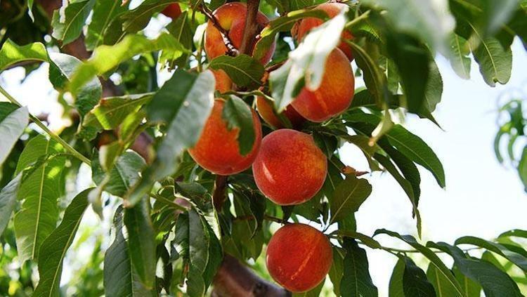 VÜCUDUN DÜZENLİ BİR ŞEKİLDE İYİLEŞMESİNİ DESTEKLER