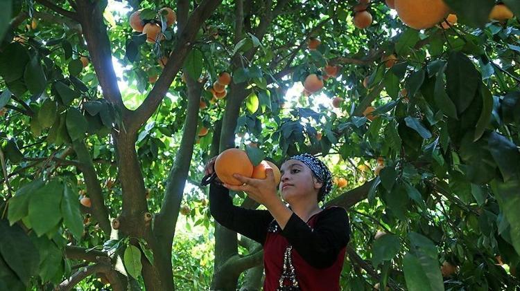 C vitamini kralı olarak da biliniyor Kolesterolün kökünü kazıyıp tansiyonu dengeliyor, bağışıklığı güçlendiriyor
