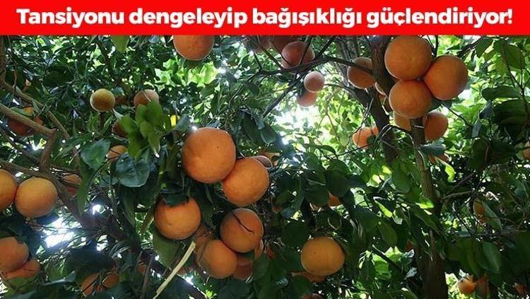 C vitamini kralı olarak da biliniyor Kolesterolün kökünü kazıyıp tansiyonu dengeliyor, bağışıklığı güçlendiriyor