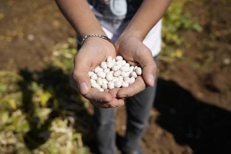 Gümüşhane lezzetinde hasat vakti Kilosu 250 TL: Tıkalı damarları yağ çözücü gibi açıp kan şekerini terazi gibi dengeliyor
