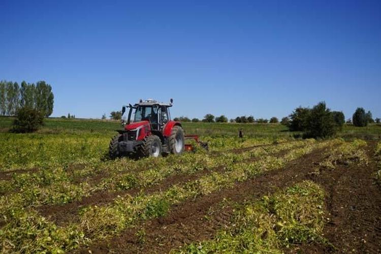 Gümüşhane lezzetinde hasat vakti Kilosu 250 TL: Tıkalı damarları yağ çözücü gibi açıp kan şekerini terazi gibi dengeliyor