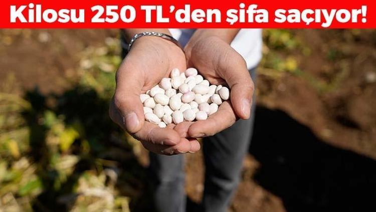 Gümüşhane lezzetinde hasat vakti Kilosu 250 TL: Tıkalı damarları yağ çözücü gibi açıp kan şekerini terazi gibi dengeliyor