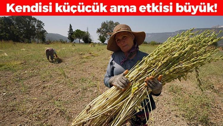 Japonlar Gökovadan kilo kilo alıyor İnek sütünden 10 kat daha faydalı Kemikleri betona çeviriyor, tıkalı damarları yağ çözücü gibi açıyor