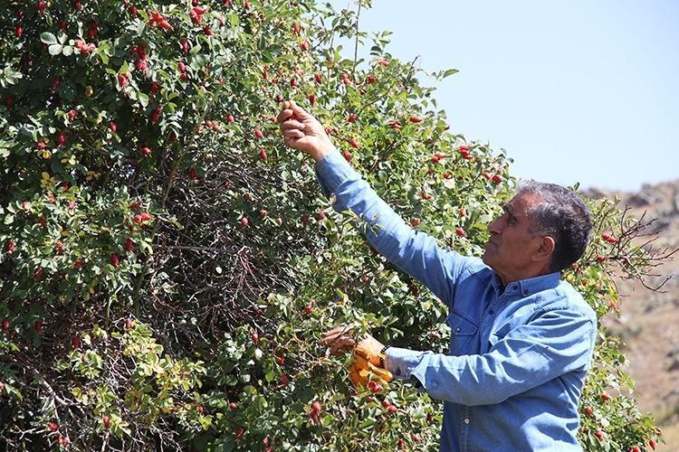 Çayını yapıp bardak bardak için Romatizma, diz ve eklem ağrılarını bıçak gibi kesiyor, kolesterolün kökünü kazıyor C vitamini kralı