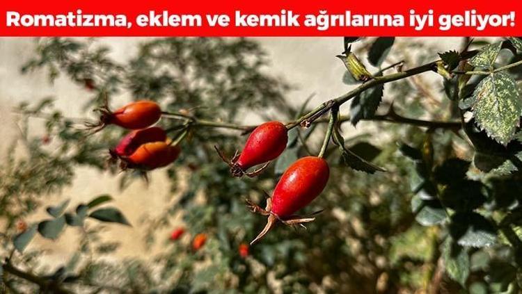 Çayını yapıp bardak bardak için Romatizma, diz ve eklem ağrılarını bıçak gibi kesiyor, kolesterolün kökünü kazıyor C vitamini kralı