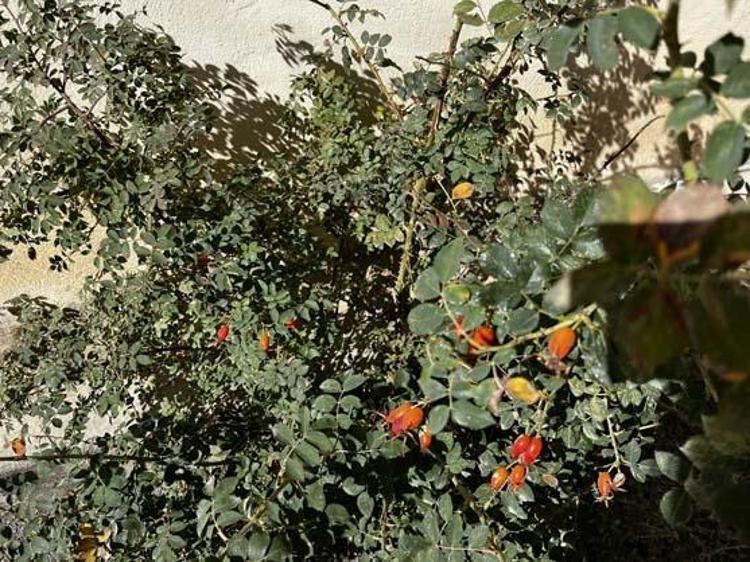 Çayını yapıp bardak bardak için Romatizma, diz ve eklem ağrılarını bıçak gibi kesiyor, kolesterolün kökünü kazıyor C vitamini kralı