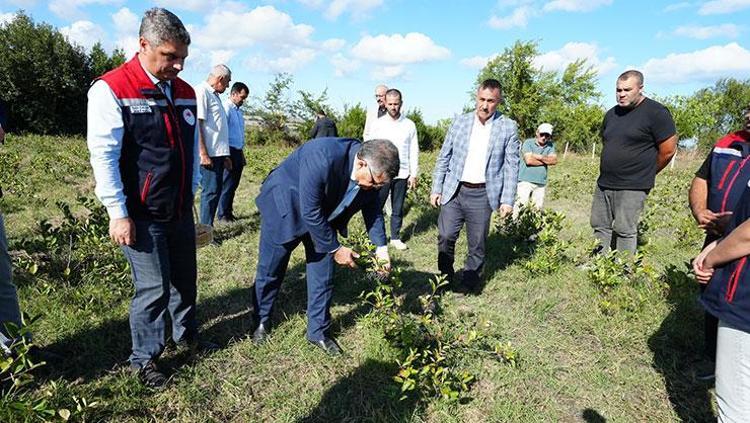 Sinopta hasadı yapıldı Süper meyve olarak biliniyor