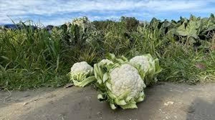 Meğer karnabaharı böyle yemek gerekiyormuş Kan şekerini terazi gibi dengeliyor, buruş buruş damarları genişletiyor
