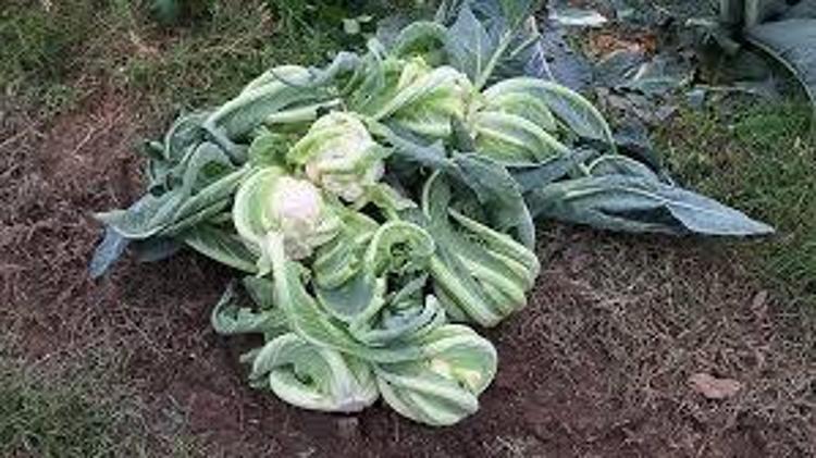 Meğer karnabaharı böyle yemek gerekiyormuş Kan şekerini terazi gibi dengeliyor, buruş buruş damarları genişletiyor