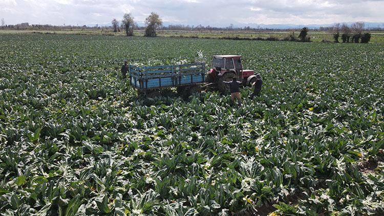 Meğer karnabaharı böyle yemek gerekiyormuş Kan şekerini terazi gibi dengeliyor, buruş buruş damarları genişletiyor