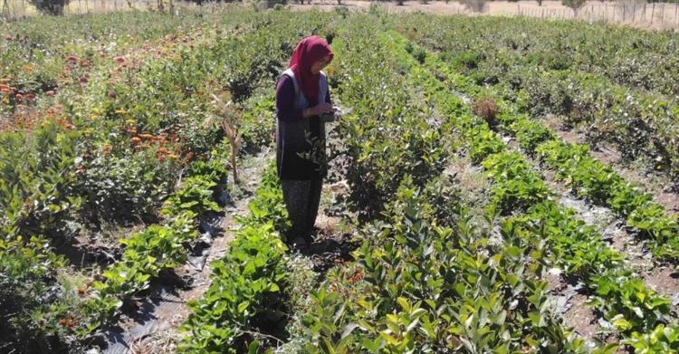 51 yaşındaki kadın bu meyveyle şifa buldu şimdi ücretsiz dağıtıyor Türkiyede nadiren biliniyor: Kalp hastalığına iyi geliyor