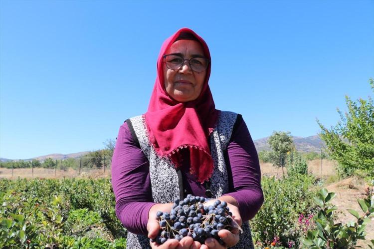 51 yaşındaki kadın bu meyveyle şifa buldu şimdi ücretsiz dağıtıyor Türkiyede nadiren biliniyor: Kalp hastalığına iyi geliyor