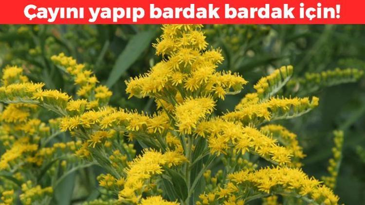 Doğadan miras kalan balgam söktürücü İbrahim Saraçoğlu ısrarla öneriyor: Çayını yapıp bardak bardak için, yüzlerce yıllık doğal öksürük şurubu