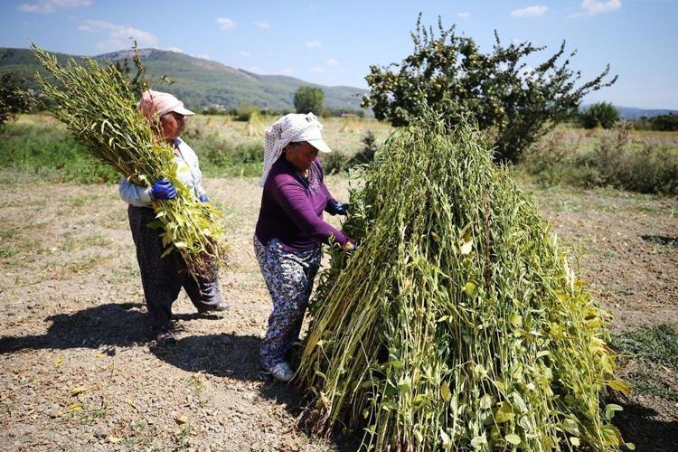 Japonların kilo kilo aldığı Muğla’nın gizli hazinesi: Kan şekerini terazi gibi dengeliyor, kolesterolü yere çakıyor