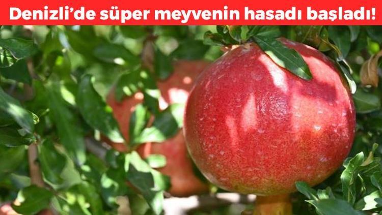 Denizlide hasadı başladı Kışın geldiğinin habercisi: Kansızlığın kökünü kurutuyor