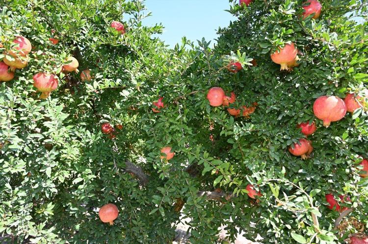 Denizlide hasadı başladı Kışın geldiğinin habercisi: Kansızlığın kökünü kurutuyor
