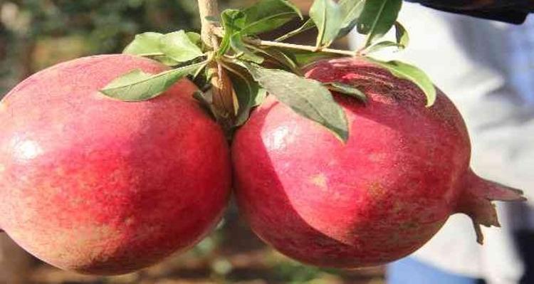Denizlide hasadı başladı Kışın geldiğinin habercisi: Kansızlığın kökünü kurutuyor