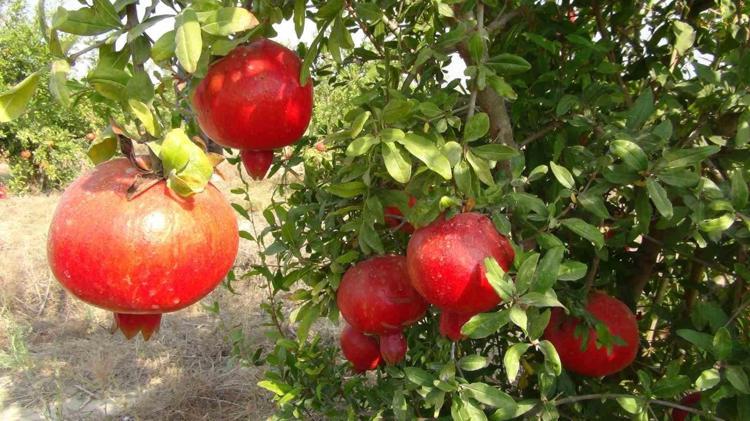Denizlide hasadı başladı Kışın geldiğinin habercisi: Kansızlığın kökünü kurutuyor
