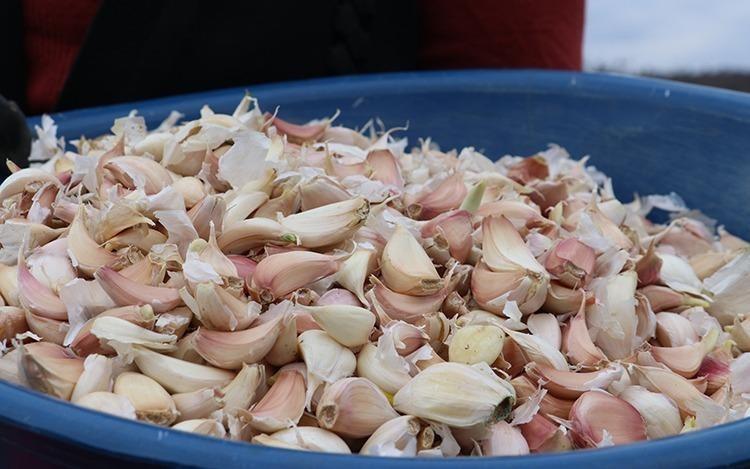 Limon ve sirkeden 10 kat daha etkili İltihabın kökünü kurutup tansiyon ilacı etkisi gösteriyor Çayını yapıp bardak bardak için